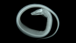 Meadia abyssalis (箭齒前肛鰻)