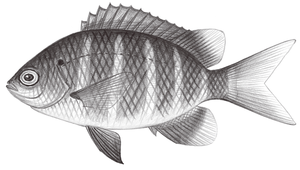 Abudefduf notatus (黃尾豆娘魚)縮圖