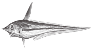 Coelorinchus hubbsi (哈氏腔吻鱈)縮圖