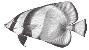 Platax pinnatus (彎鰭燕魚)