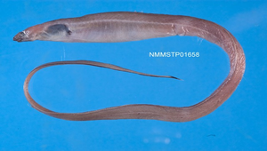 Macrocephenchelys brachialis (臂斑大頭糯鰻)