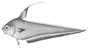 Coryphaenoides marginatus (黑緣突吻鱈)