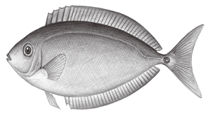 Naso minor (小鼻魚)縮圖