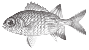 Myripristis vittata (赤鰓鋸鱗魚)
