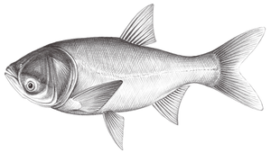 Hypophthalmichthys nobilis (鱅)