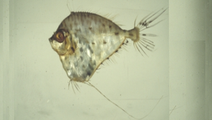 Grammicolepis brachiusculus (斑線菱鯛)