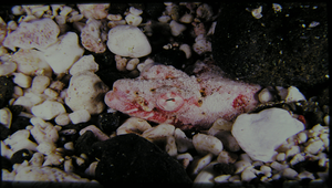Brachysomophis henshawi (亨氏短體蛇鰻)