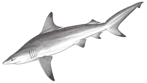 Carcharhinus limbatus (黑邊鰭真鯊)縮圖