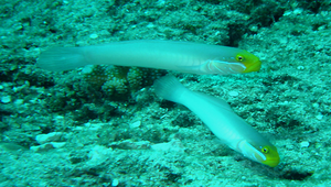 Valenciennea strigata (紅帶范氏塘鱧)