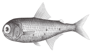 Myctophum obtusirostre (鈍吻燈籠魚)縮圖