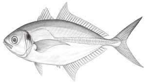 Alepes djedaba (吉打副葉鰺)