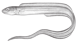 Rhynchoconger ectenurus (黑尾突吻糯鰻)-資源代表圖