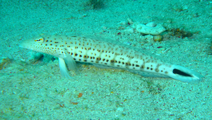 Parapercis pacifica (太平洋擬鱸)縮圖