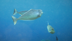 Naso tonganus (球吻鼻魚)