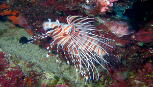 Pterois antennata (觸角簑鮋)-資源代表圖