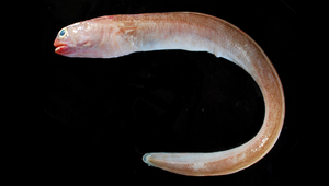 Parabathymyrus brachyrhynchus (短吻擬深海蠕鰻)