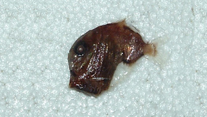 Sternoptyx obscura (暗色褶胸魚)縮圖