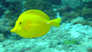 Zebrasoma flavescens (黃高鰭刺尾鯛)
