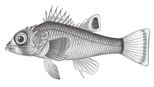 Plectrogenium nanum (太平洋平頭鮋)