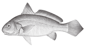 Johnius macrorhynus (大鼻孔叫姑魚)