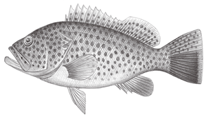 Epinephelus bleekeri (布氏石斑魚)