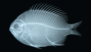 Chromis albomaculata (白斑光鰓雀鯛)