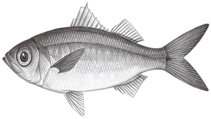 Erythrocles scintillans (火花紅諧魚)