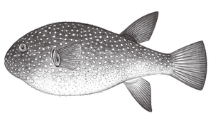 Arothron firmamentum (瓣叉鼻魨)