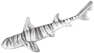 Heterodontus zebra (斑紋異齒鯊)縮圖