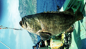 Epinephelus lanceolatus (鞍帶石斑魚)