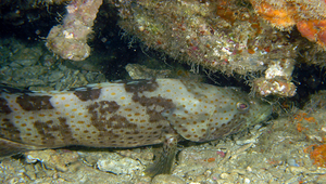Epinephelus coioides (點帶石斑魚)縮圖