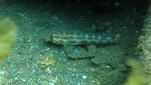 Gnatholepis cauerensis (高倫頜鱗鰕虎)縮圖