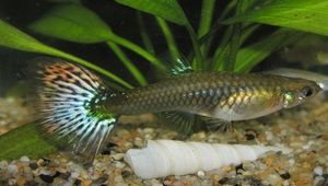 Poecilia reticulata (孔雀花鱂)縮圖