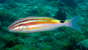 Parupeneus spilurus (大型海緋鯉)-資源代表圖
