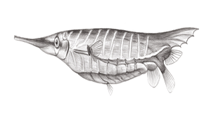 Centriscus scutatus (玻甲魚)縮圖