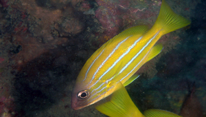Lutjanus quinquelineatus (五線笛鯛)縮圖