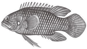 Plesiops corallicola (珊瑚七夕魚)縮圖
