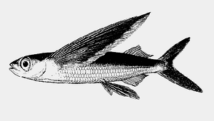 Hirundichthys speculiger (尖鰭細身飛魚)