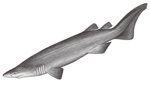 Echinorhinus cookei (庫克笠鱗鯊)
