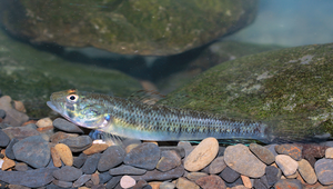 Stenogobius genivittatus (條紋狹鰕虎)縮圖