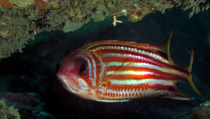 Sargocentron rubrum (黑帶棘鰭魚)縮圖