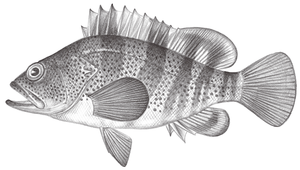 Epinephelus fasciatomaculosus (斑帶石斑魚)縮圖