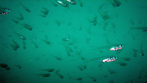Rhabdamia gracilis (箭天竺鯛)