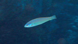 Pseudocoris yamashiroi (山下氏擬盔魚)縮圖