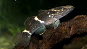 Ophiocara porocephala (頭孔塘鱧)縮圖