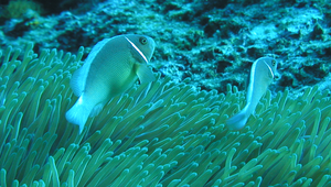 Amphiprion perideraion (粉紅雙鋸魚)-資源代表圖