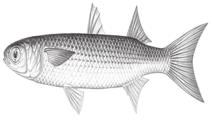 Mugil cephalus (鯔)