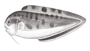 Sirembo imberbis (仙鼬魚)縮圖