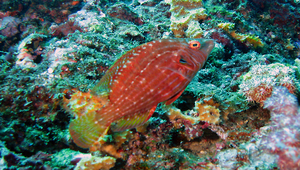 Pteragogus enneacanthus (九棘長鰭鸚鯛)縮圖