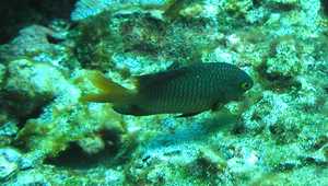 Plectroglyphidodon lacrymatus (珠點固曲齒鯛)縮圖